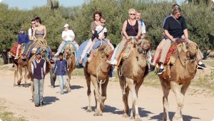 Discover Djerba with Discoverfrom France Canada, and Switzerland